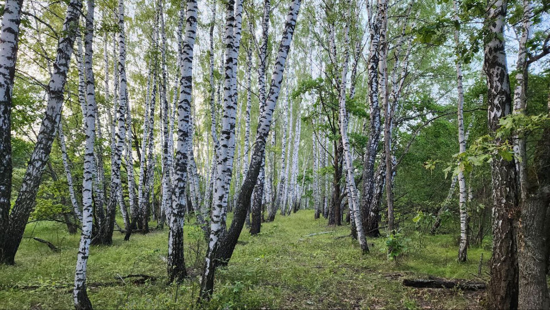 Пущино, Подмосковье, экология, грибы