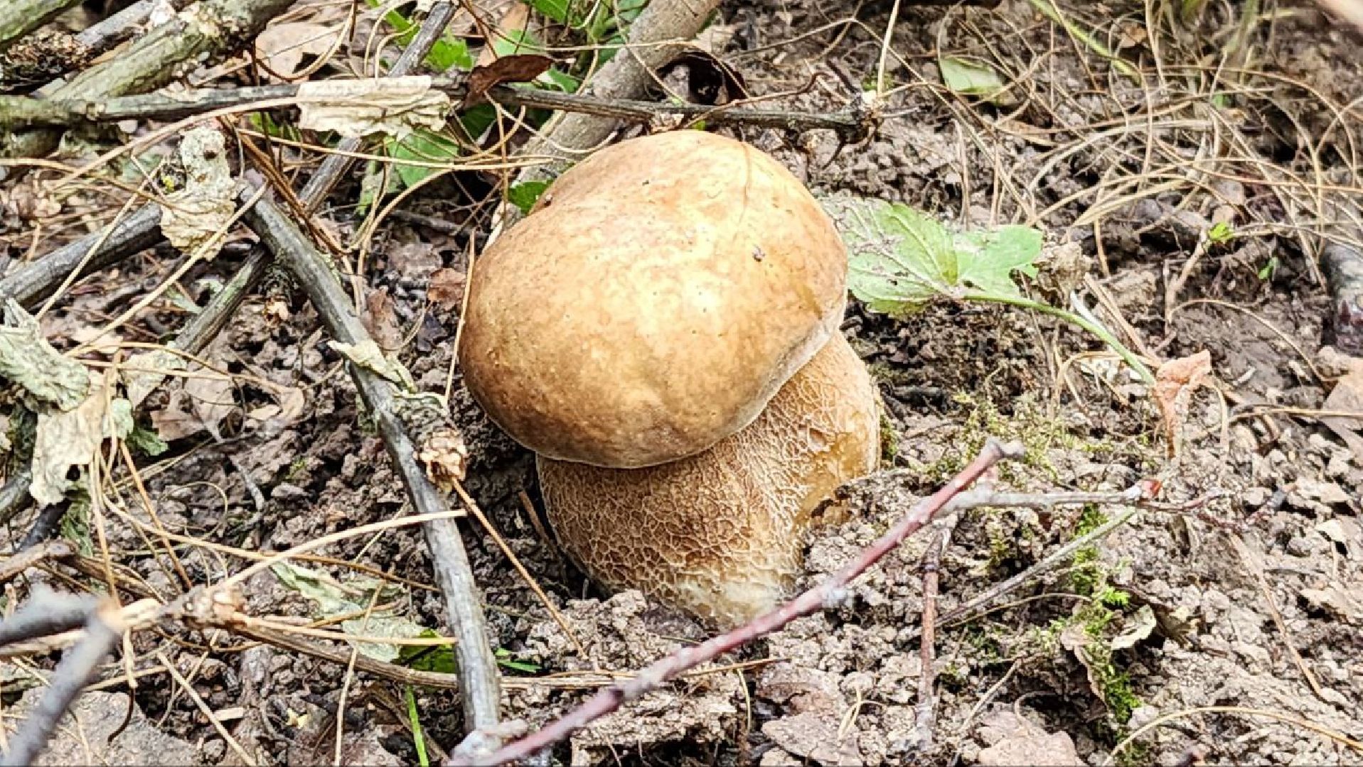 Пущино, Подмосковье, экология, грибы