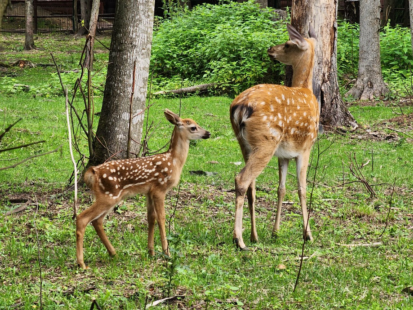 Одинцово, Кубинка, парк патриот, партизанская деревня, олени, лань,