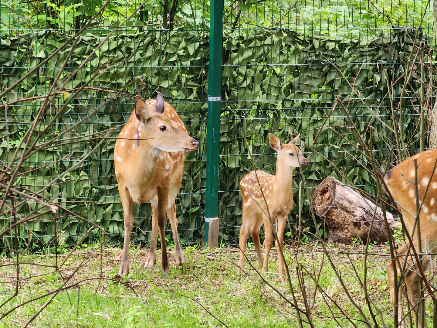 Одинцово, Кубинка, парк патриот, партизанская деревня, олени, лань,