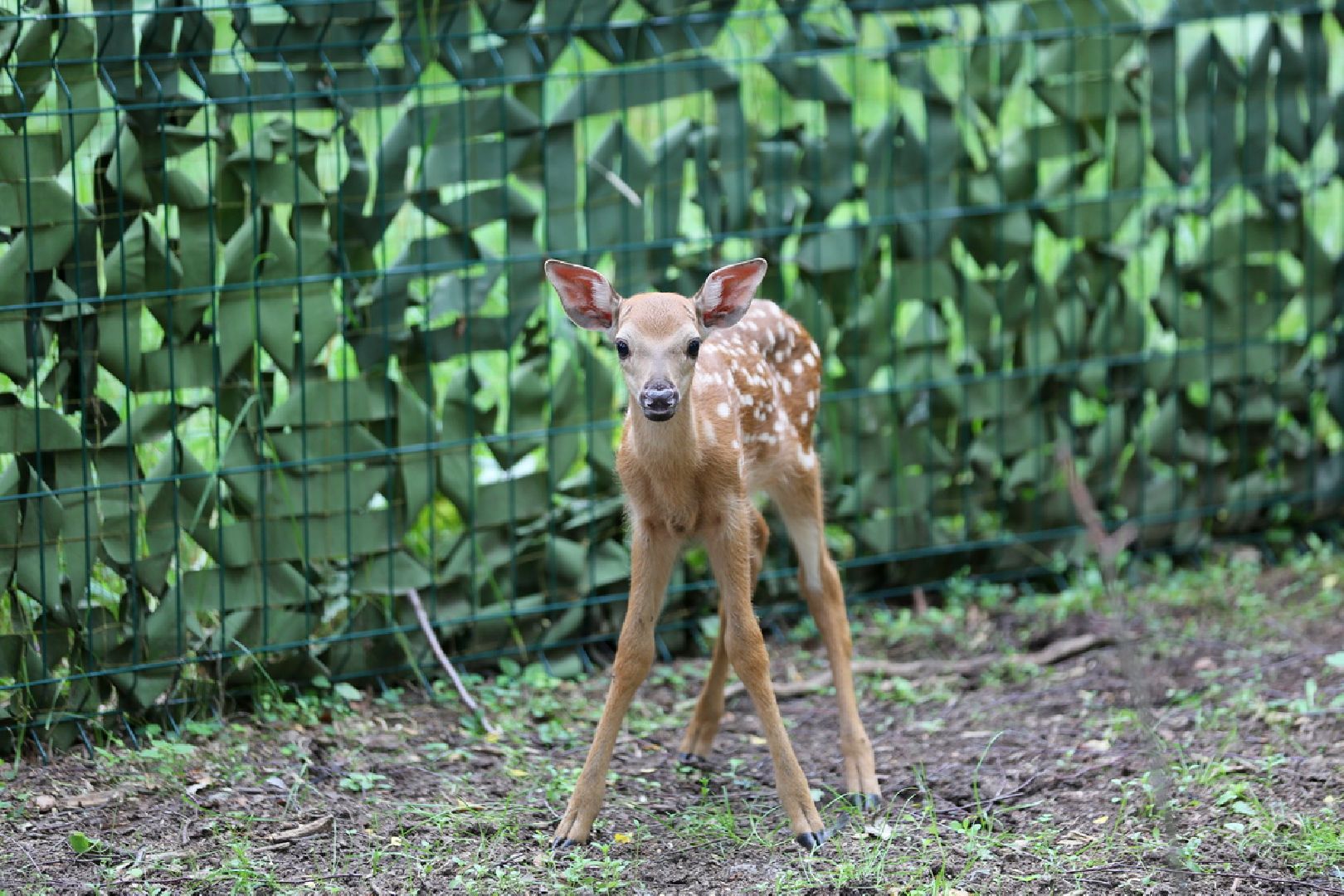 Одинцово, Кубинка, парк патриот, партизанская деревня, олени, лань,