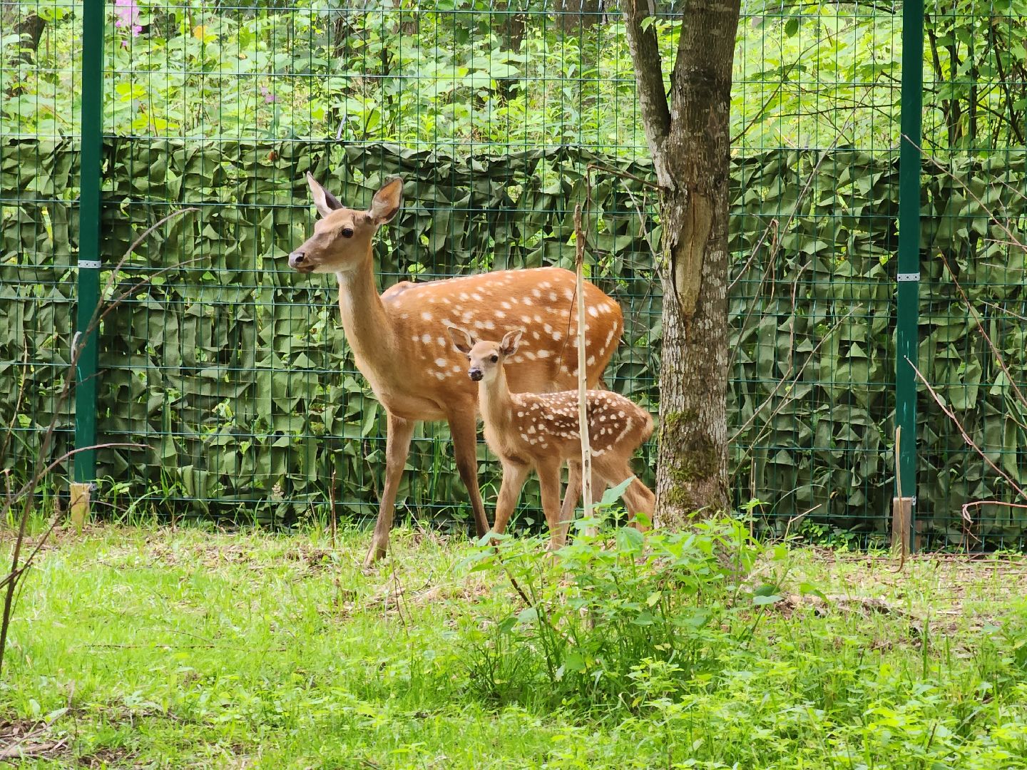 Одинцово, Кубинка, парк патриот, партизанская деревня, олени, лань,
