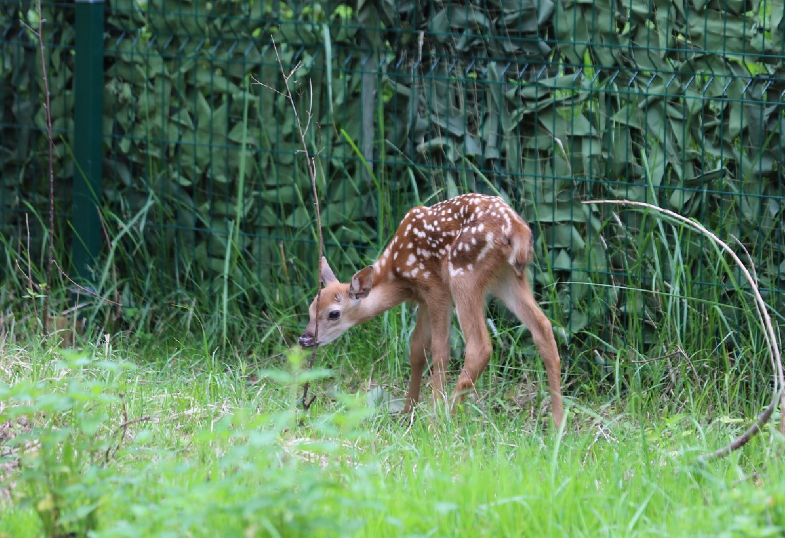 Одинцово, Кубинка, парк патриот, партизанская деревня, олени, лань,