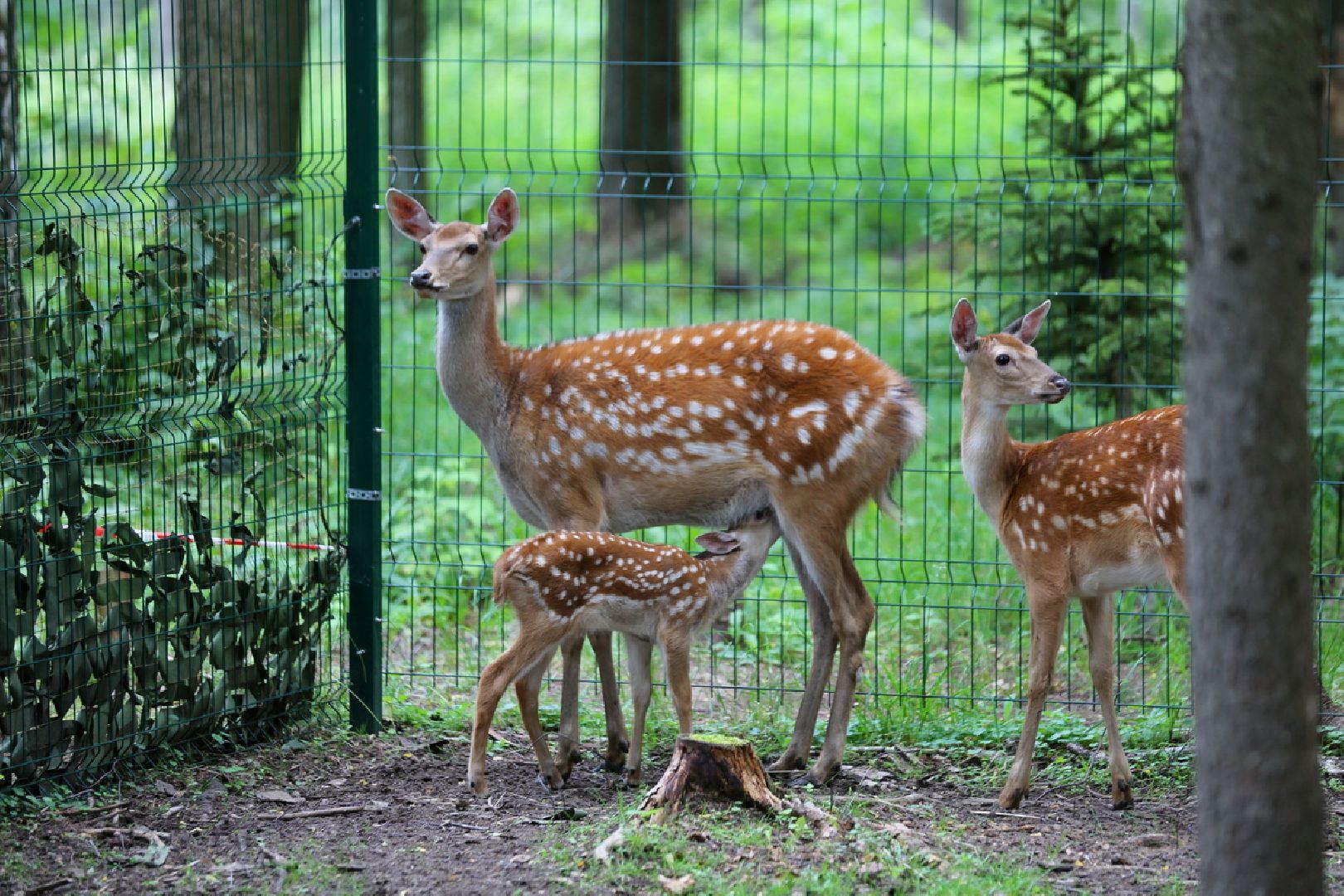 Одинцово, Кубинка, парк патриот, партизанская деревня, олени, лань,