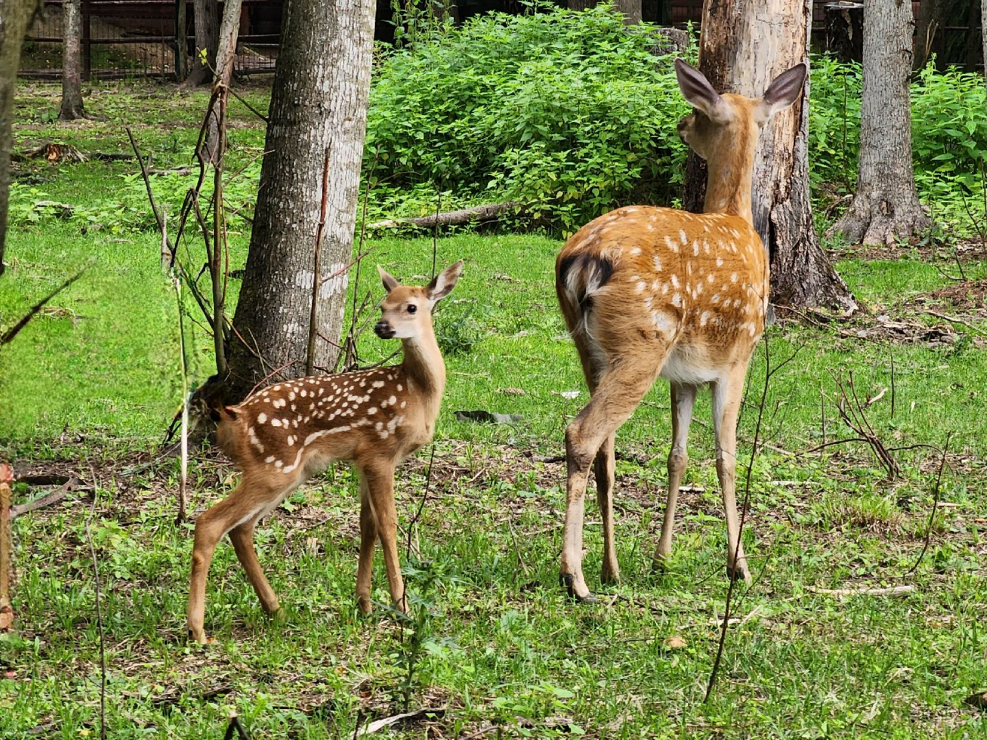Одинцово, Кубинка, парк патриот, партизанская деревня, олени, лань,
