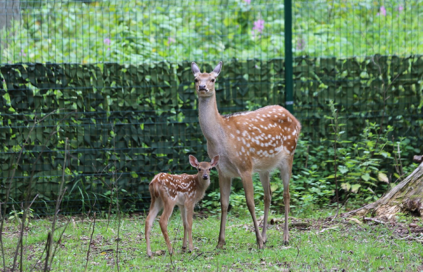 Одинцово, Кубинка, парк патриот, партизанская деревня, олени, лань,