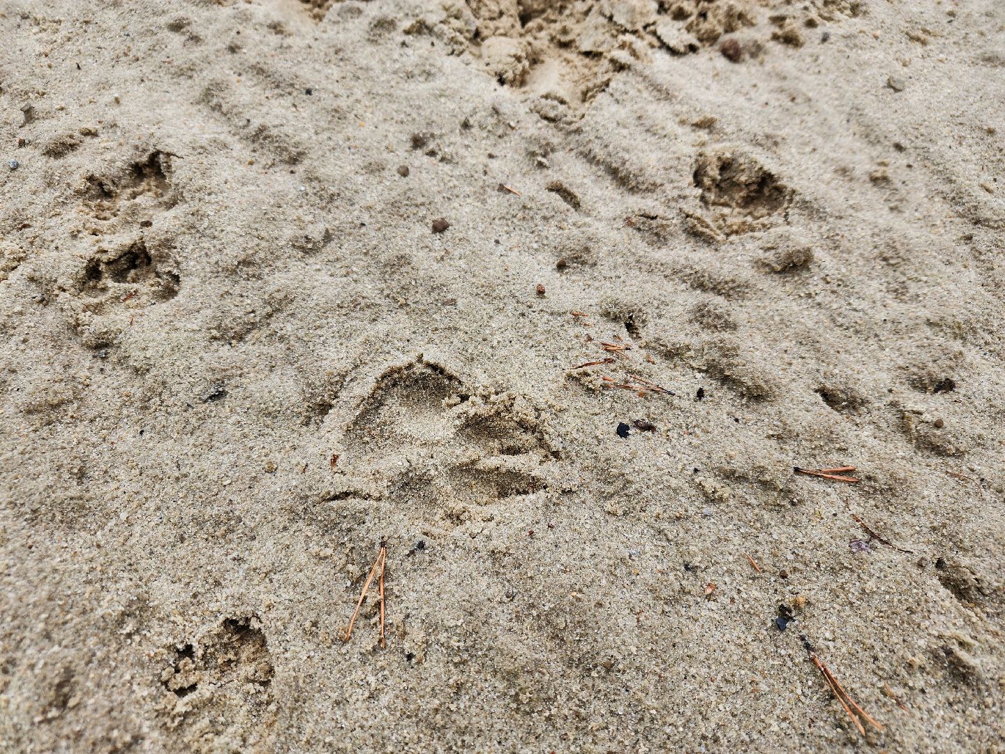 Павловский Посад, городской округ Павловский Посад, собаки, животные, люди, благоустройство, Дубрава, парк