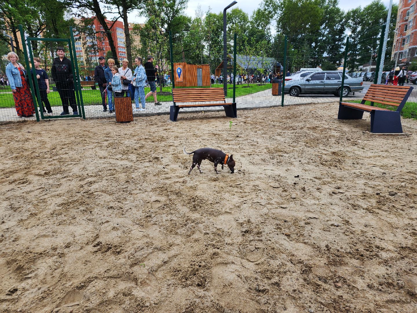 Павловский Посад, городской округ Павловский Посад, собаки, животные, люди, благоустройство, Дубрава, парк