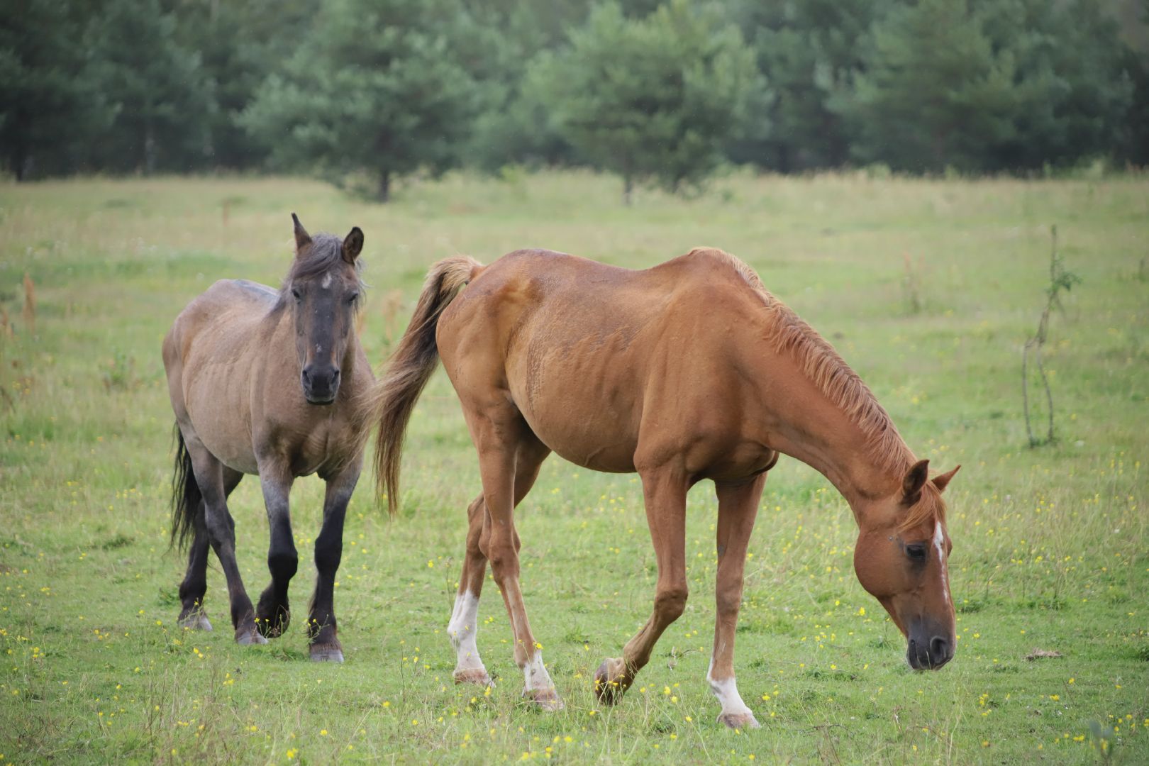#БольшаяШатура#КМЦ#Варюковка#Орленок#конюшня#дети