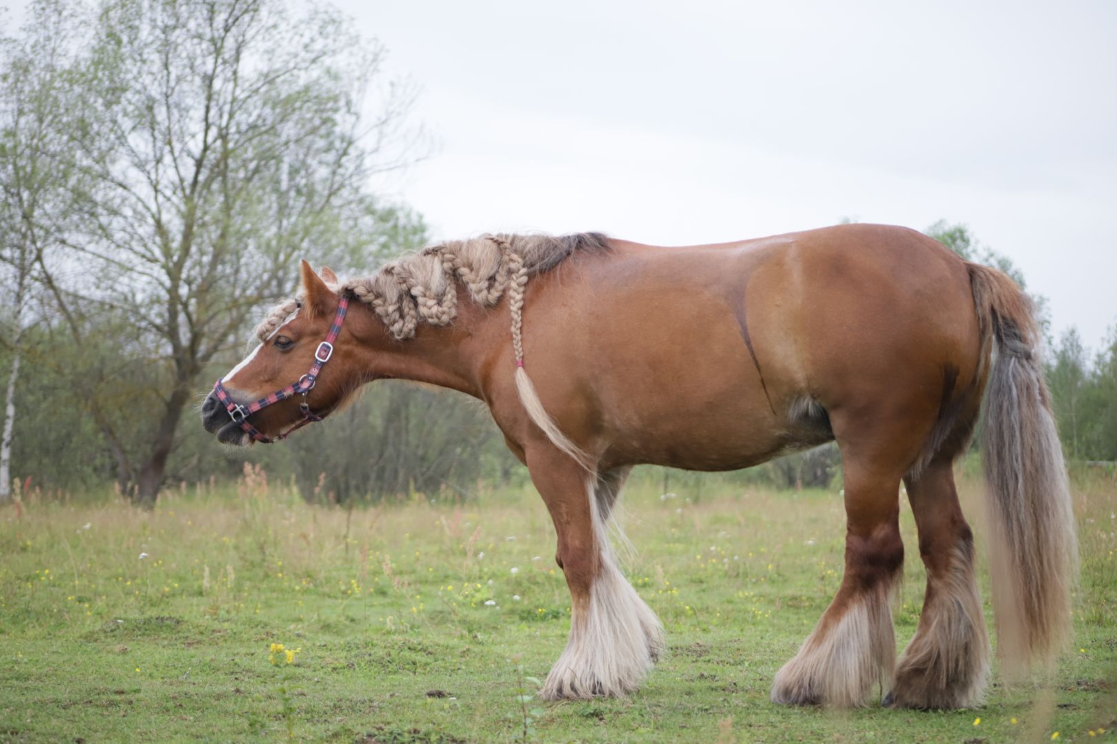 #БольшаяШатура#КМЦ#Варюковка#Орленок#конюшня#дети