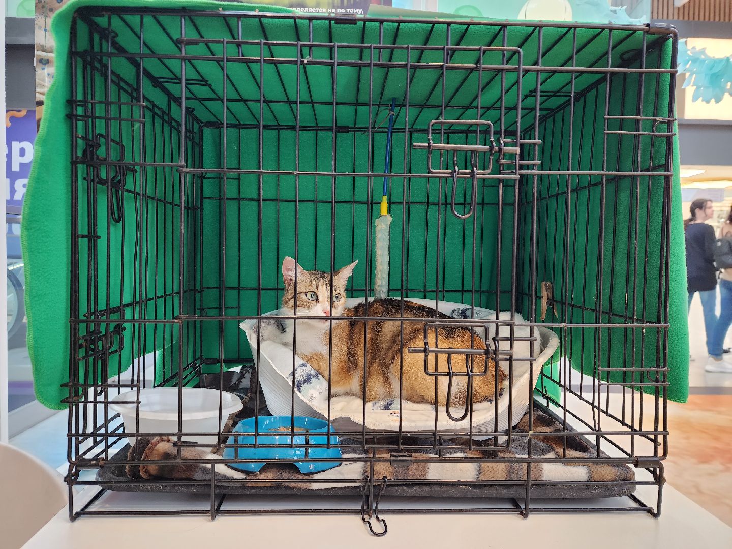 волонтеры, доброе дело,