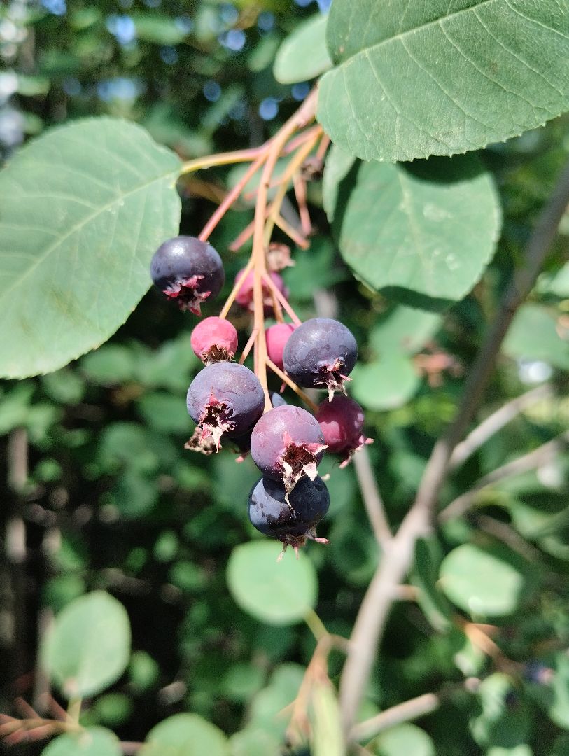 Ягоды, лес, ирга, Старая Купавна, Богородский городской округ