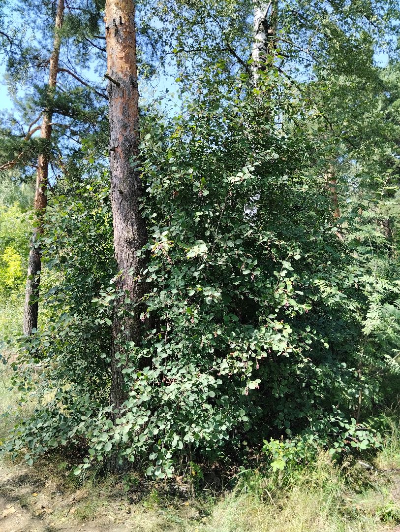 Ягоды, лес, ирга, Старая Купавна, Богородский городской округ