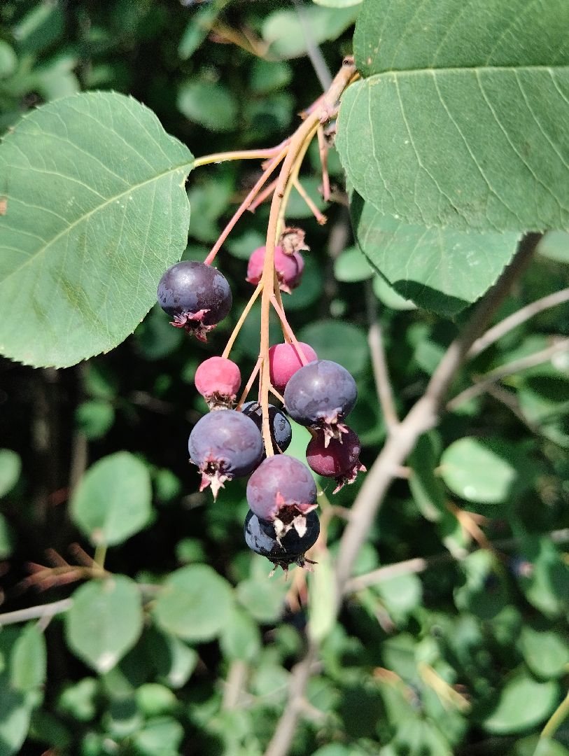 Ягоды, лес, ирга, Старая Купавна, Богородский городской округ
