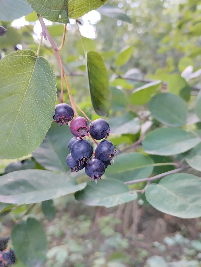 Ягоды, лес, ирга, Старая Купавна, Богородский городской округ
