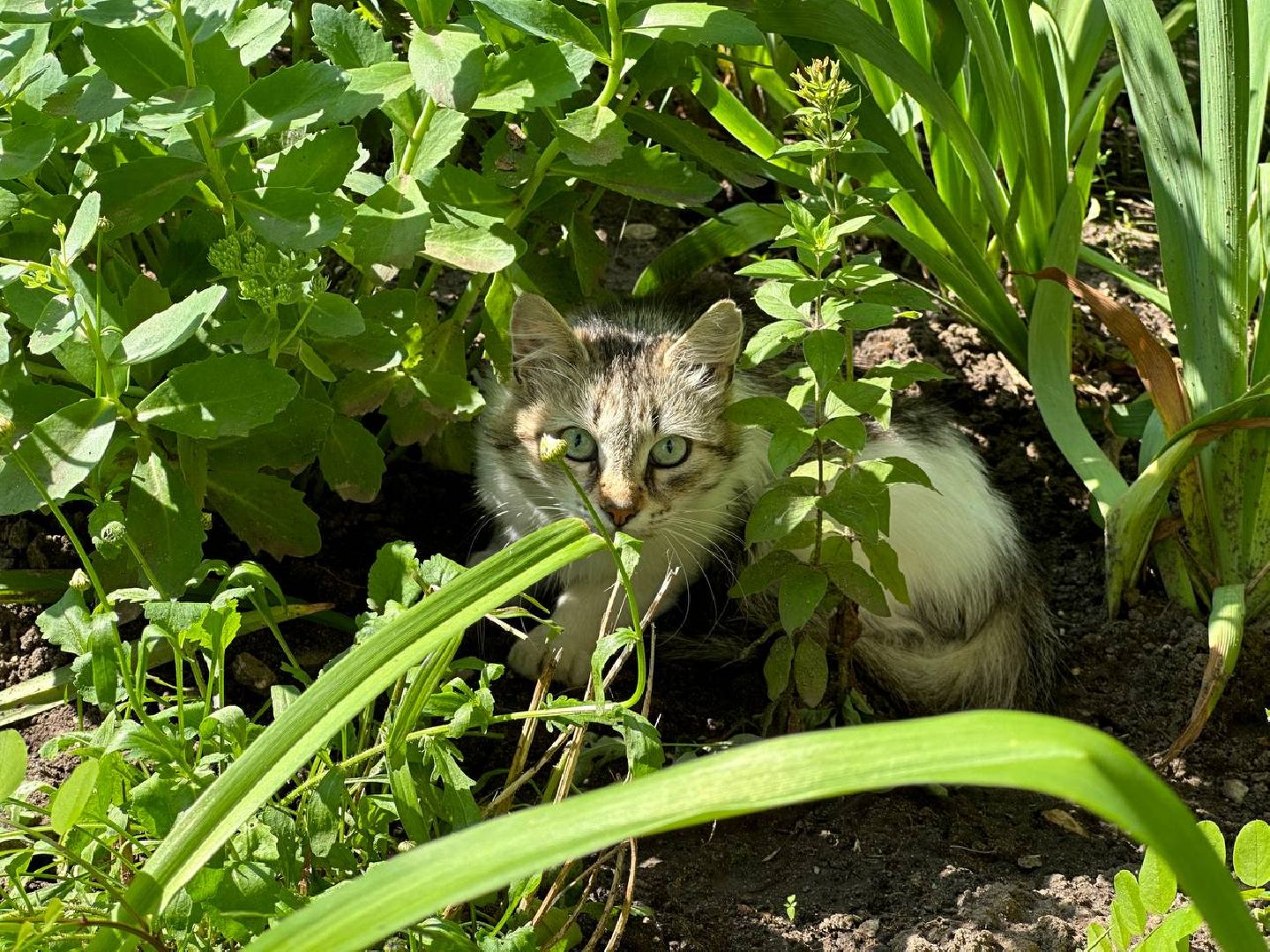 Реутов, благоустройство, сквер, цветы, лавочки, плитка