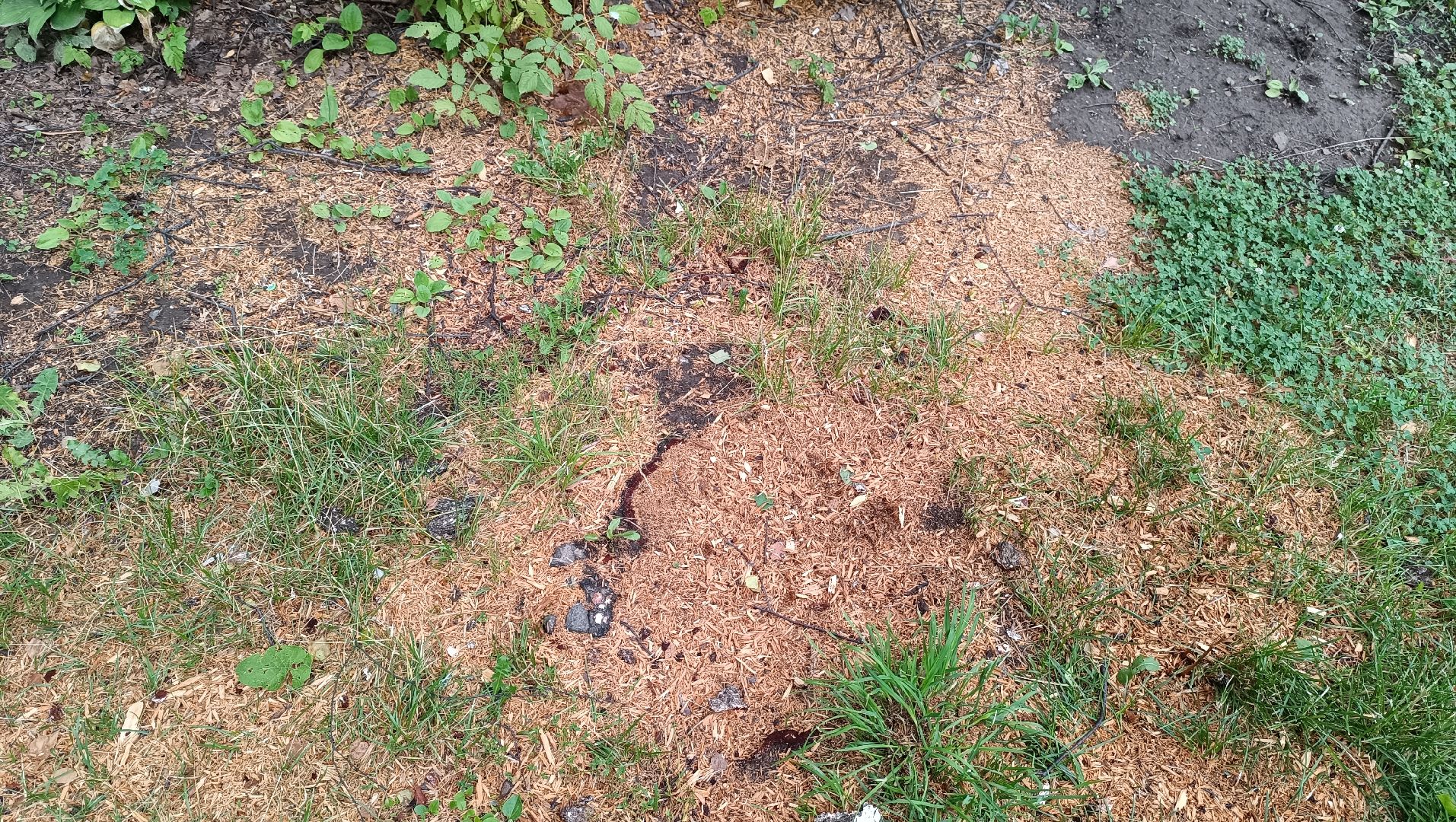 Лобня, благоустройство, парк