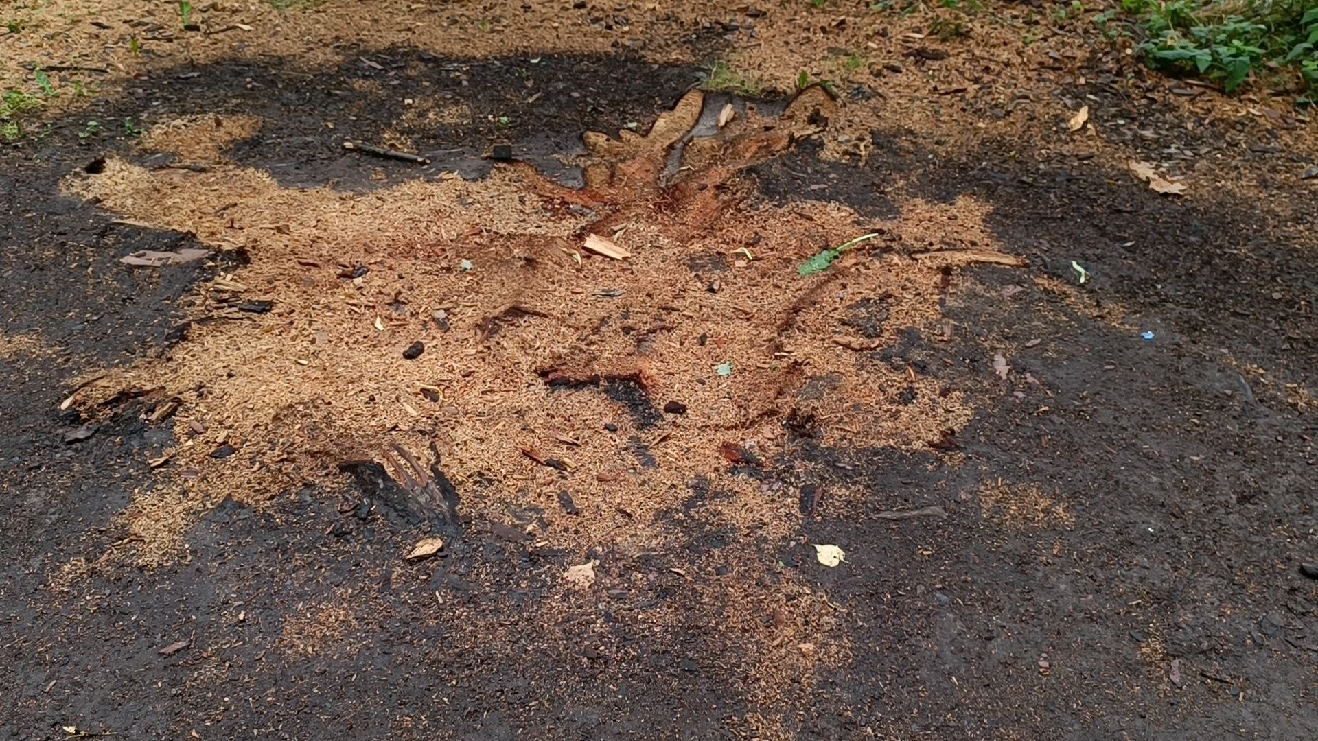 Лобня, благоустройство, парк