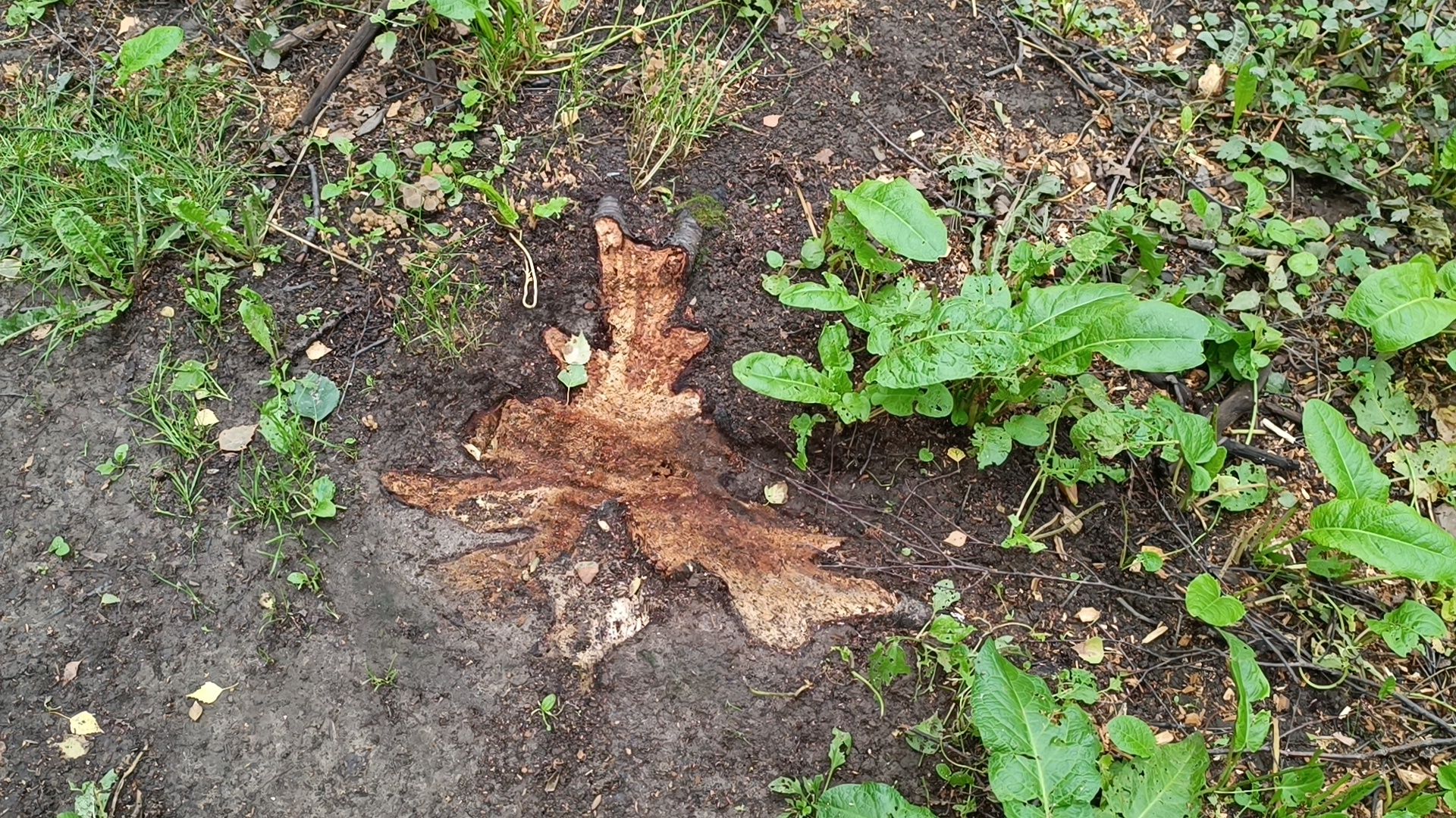 Лобня, благоустройство, парк