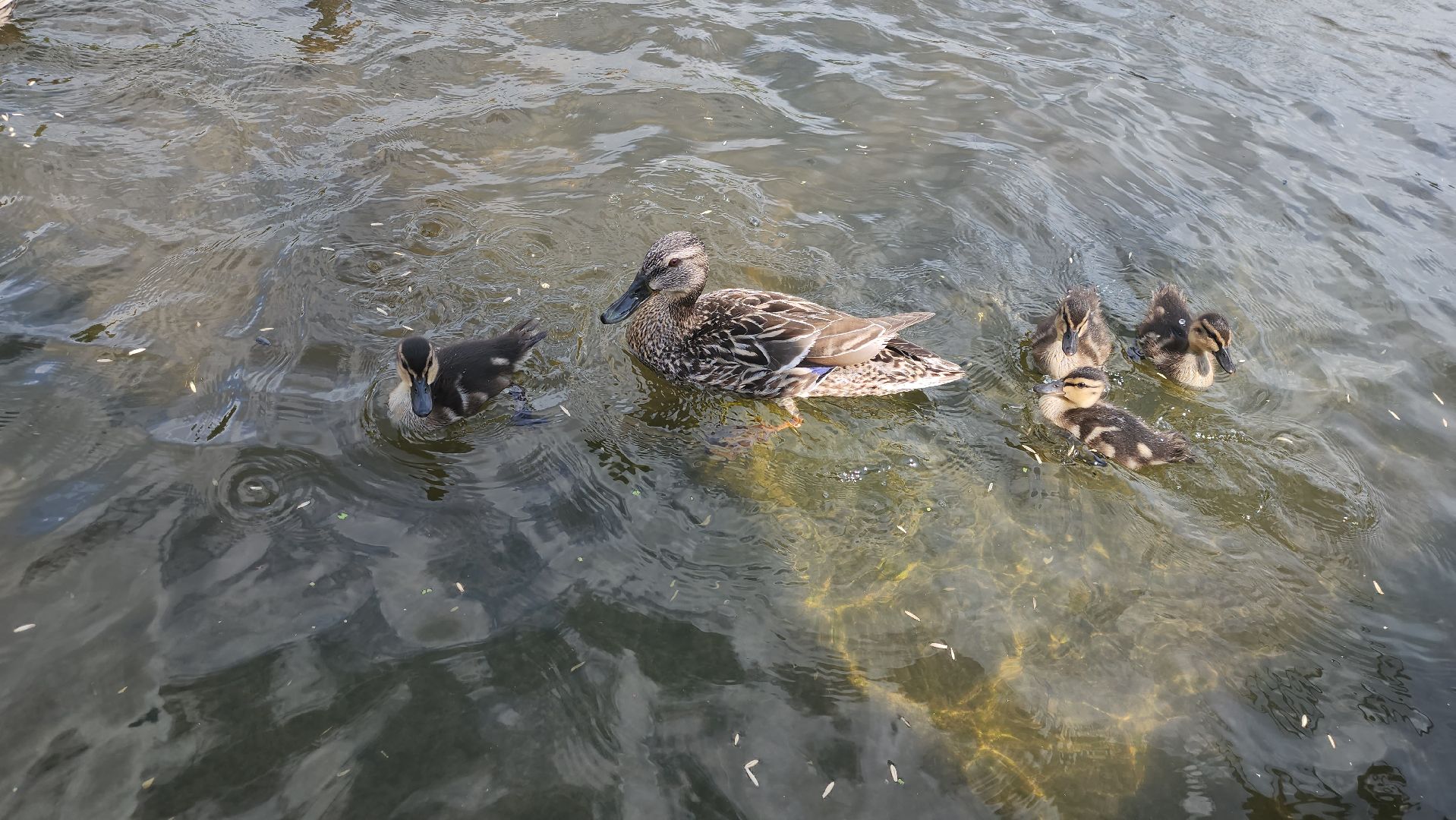 Пушкино, река Серебрянка, Экология, утки,