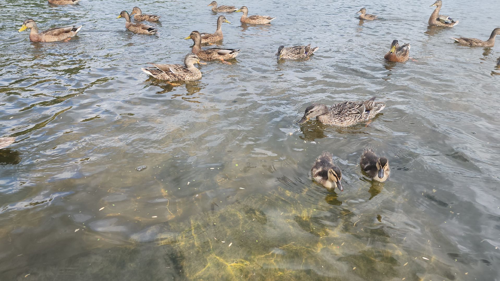 Пушкино, река Серебрянка, Экология, утки,