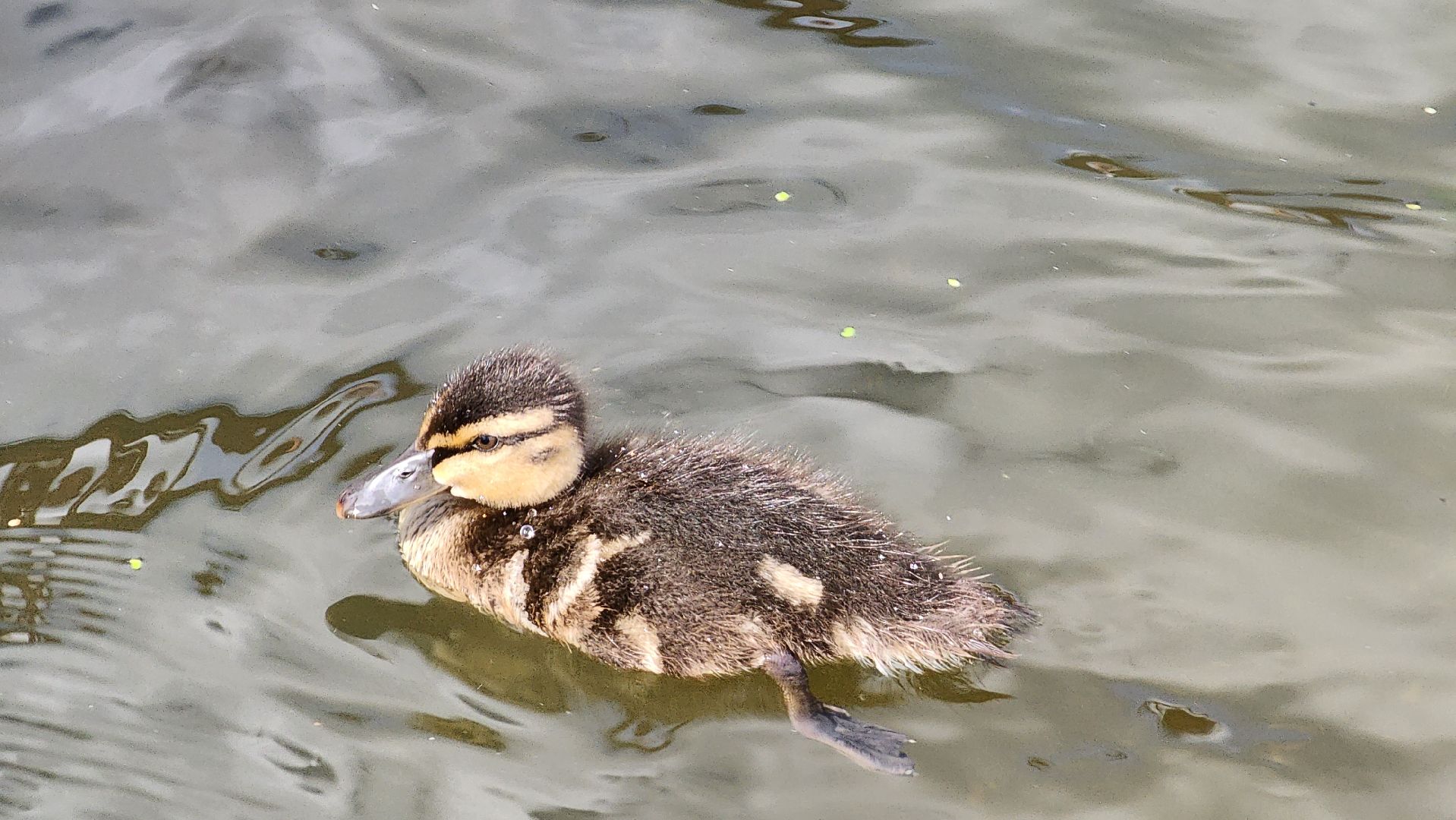 Пушкино, река Серебрянка, Экология, утки,
