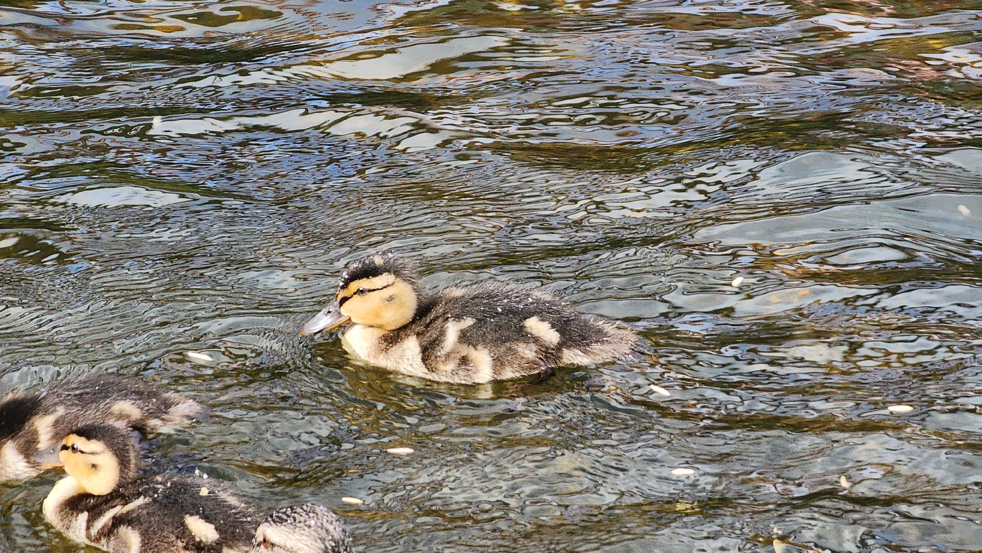 Пушкино, река Серебрянка, Экология, утки,