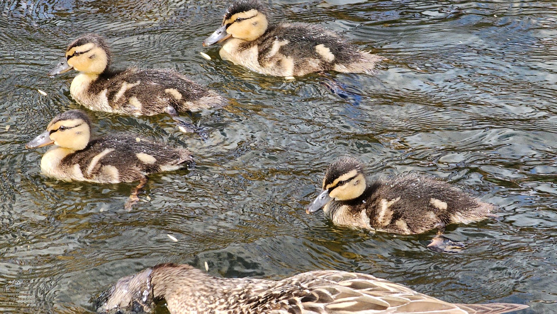 Пушкино, река Серебрянка, Экология, утки,