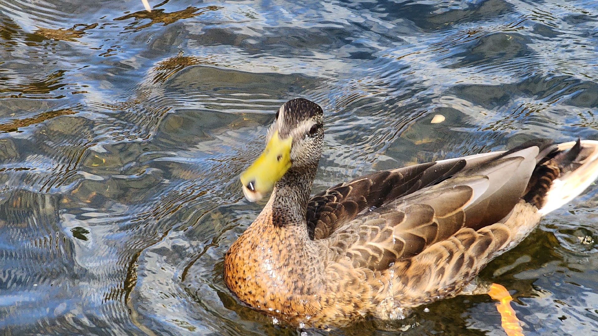 Пушкино, река Серебрянка, Экология, утки,