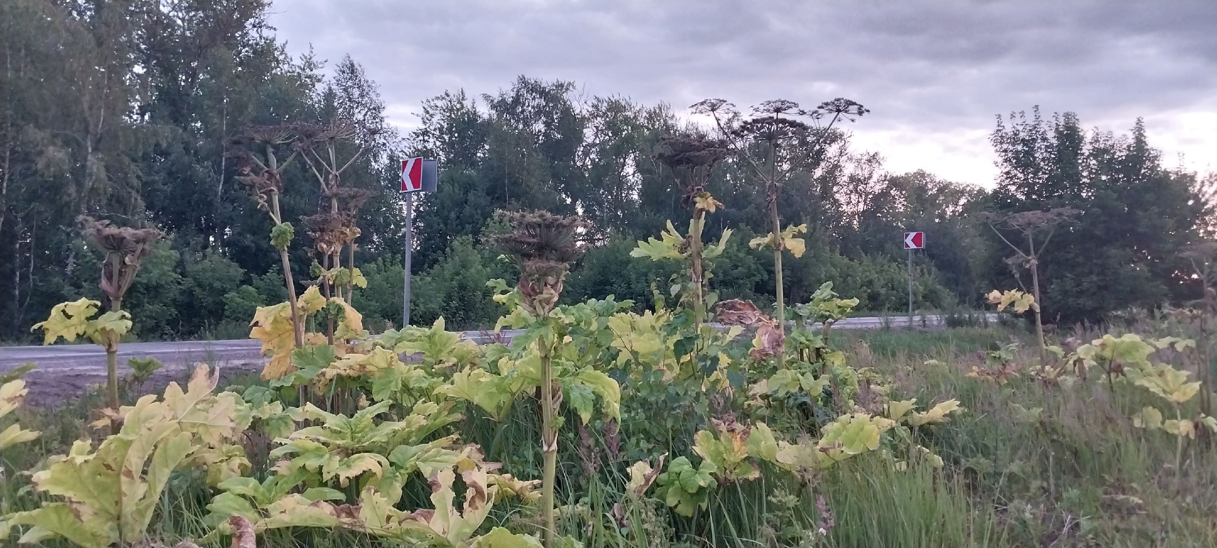 Коломна, борщевик Сосновского, борьба с борщевиком