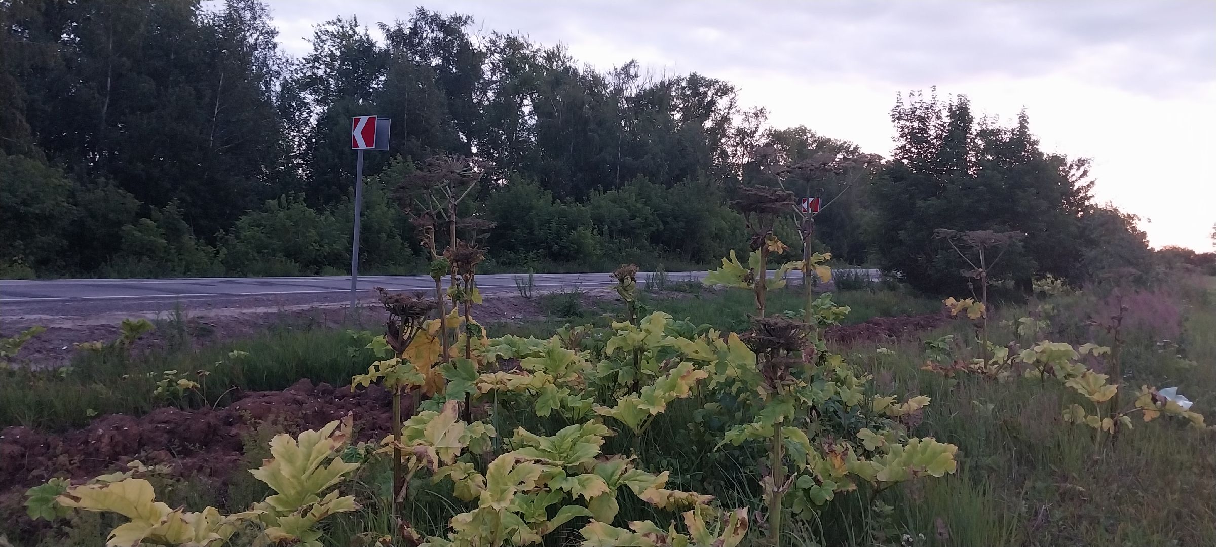 Коломна, борщевик Сосновского, борьба с борщевиком