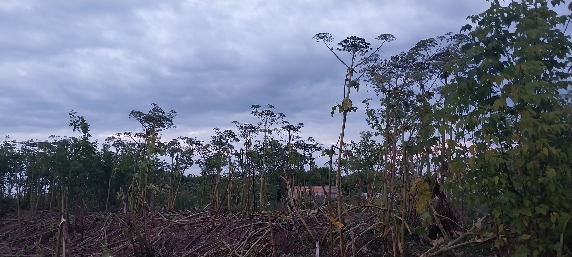 Коломна, борщевик Сосновского, борьба с борщевиком