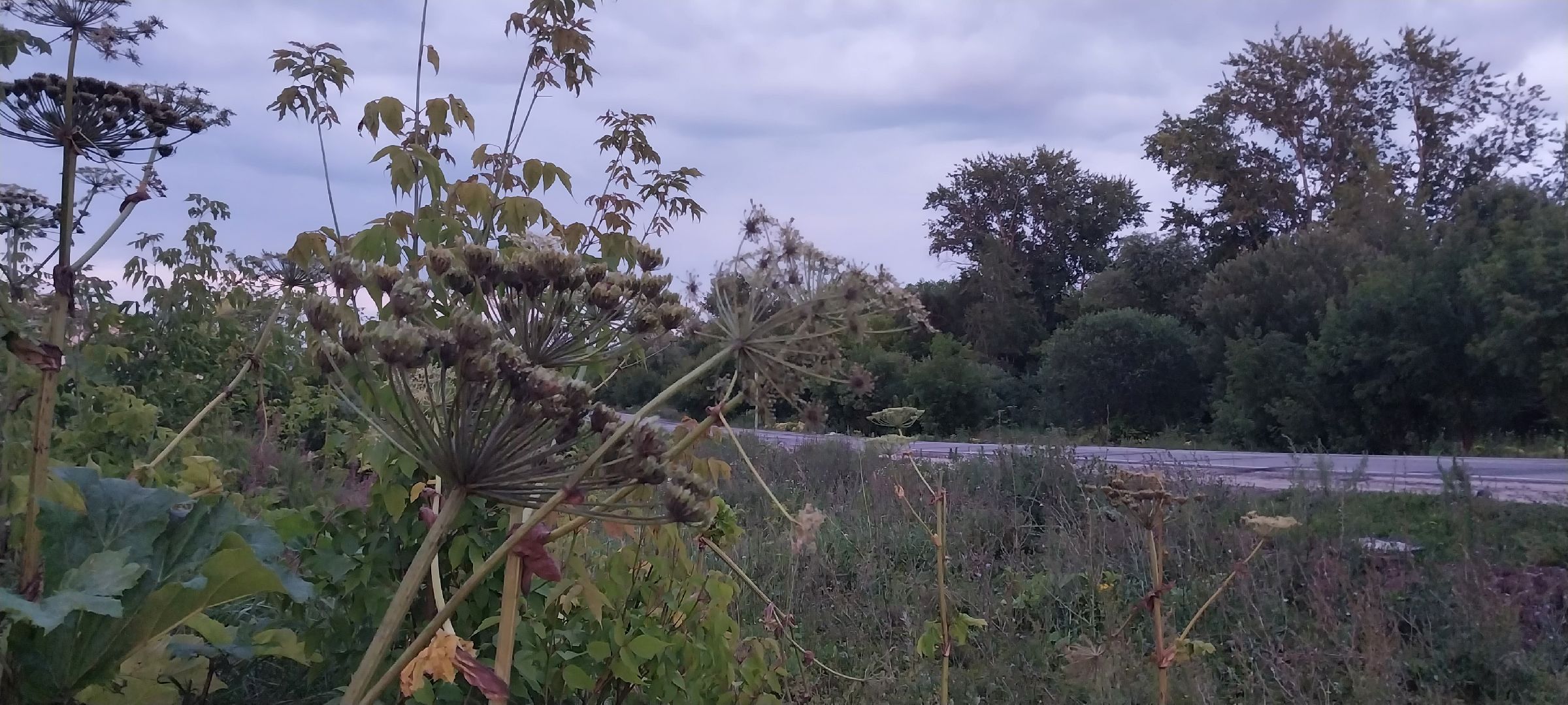 Коломна, борщевик Сосновского, борьба с борщевиком