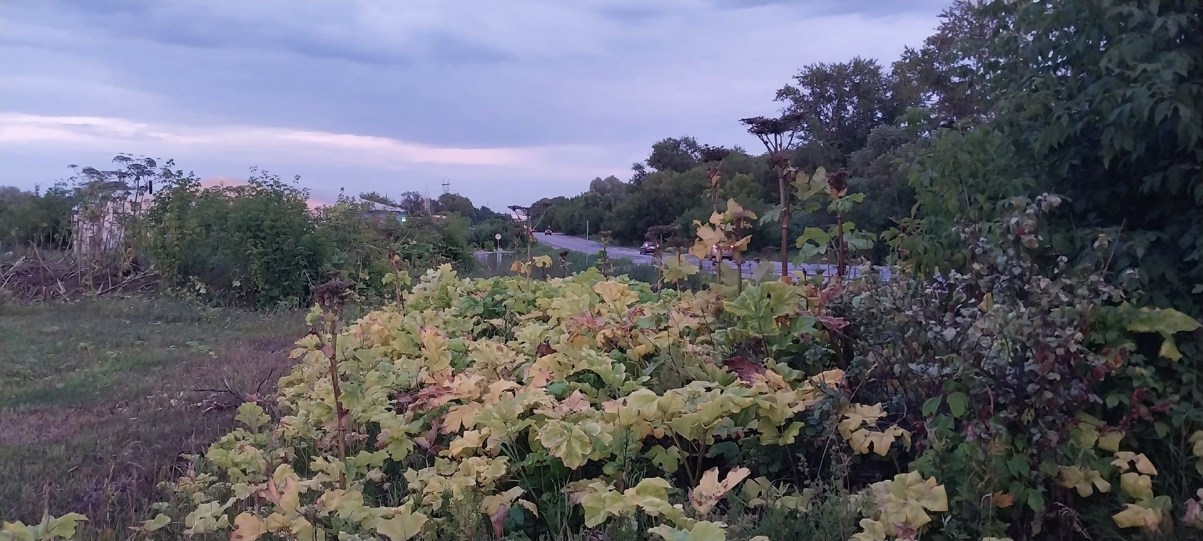 Коломна, борщевик Сосновского, борьба с борщевиком