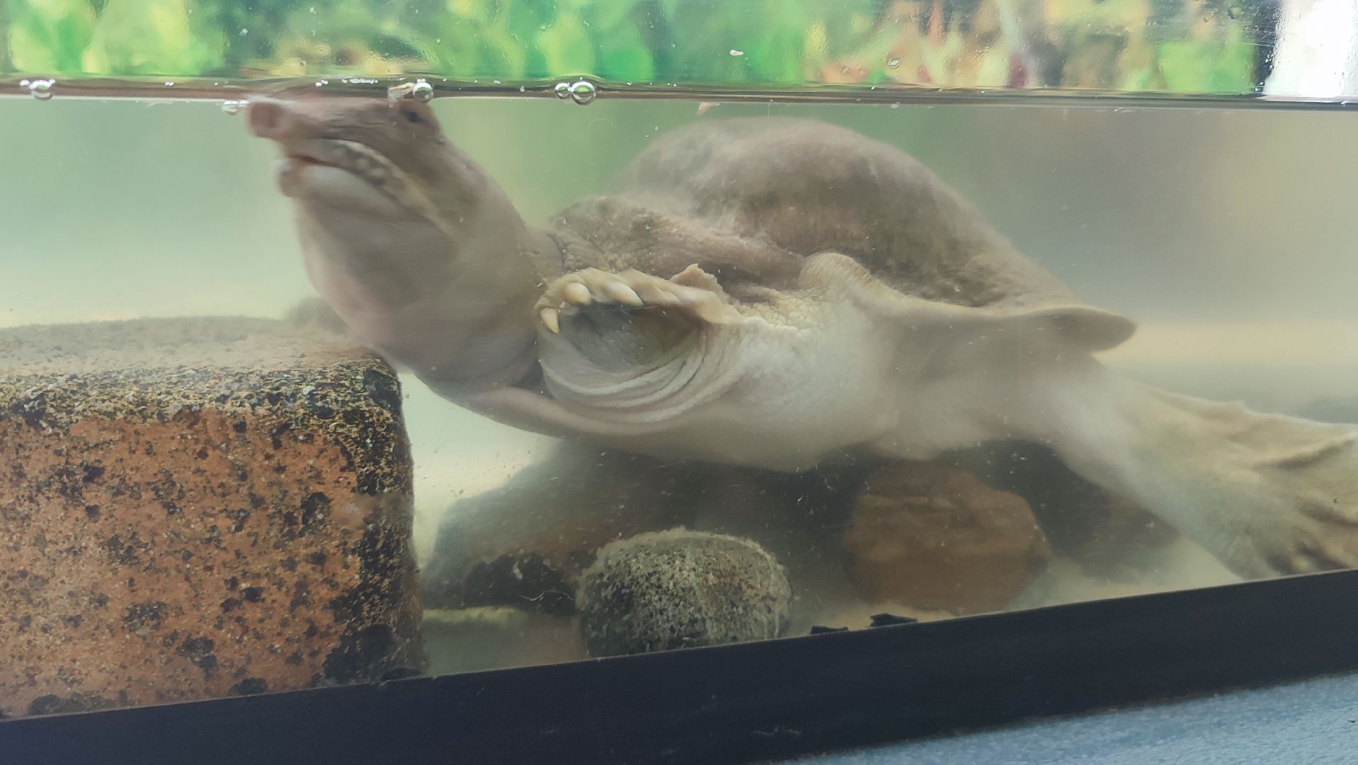 Кашира, детский экологический центр, летний лагерь, отдых, экология