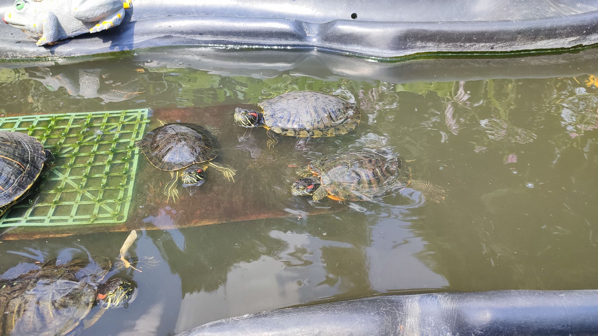 Кашира, детский экологический центр, летний лагерь, отдых, экология