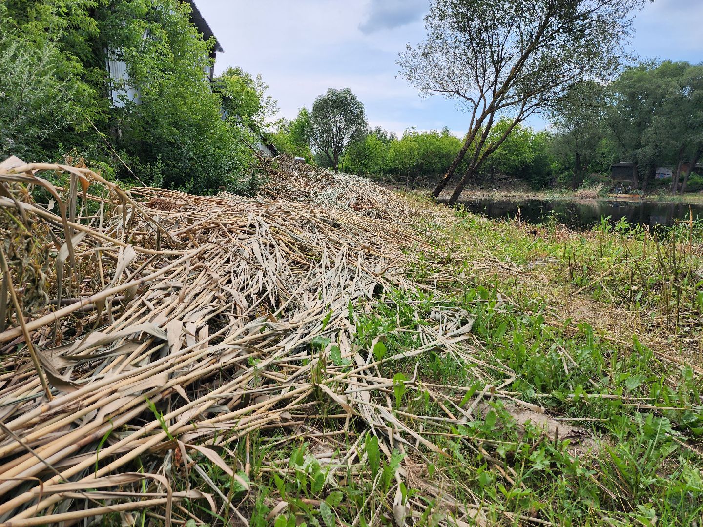 пруд, водоем, ильинский пруд, очистка пруда, экология, зона отдыха, серпухов,