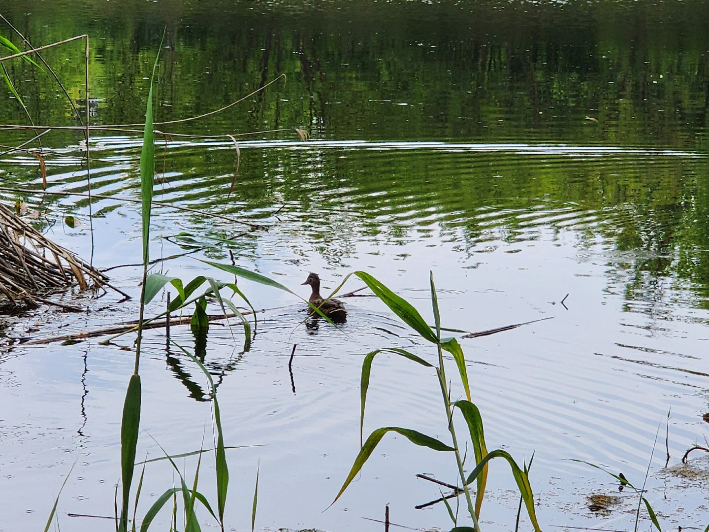 пруд, водоем, ильинский пруд, очистка пруда, экология, зона отдыха, серпухов,