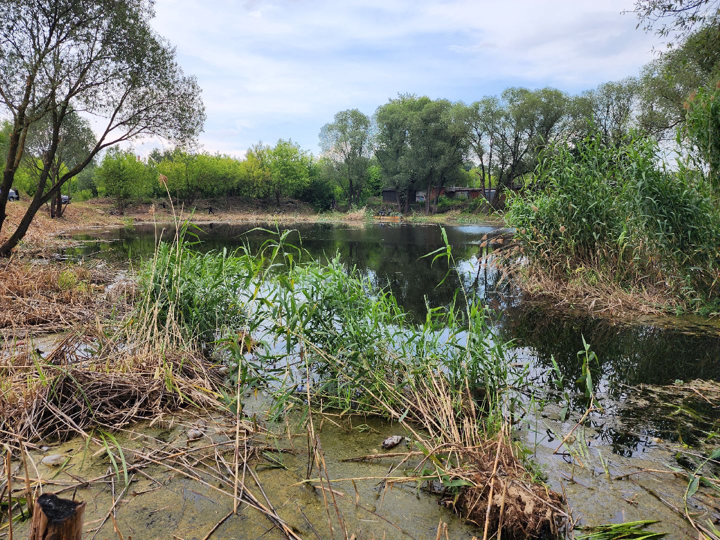 пруд, водоем, ильинский пруд, очистка пруда, экология, зона отдыха, серпухов,