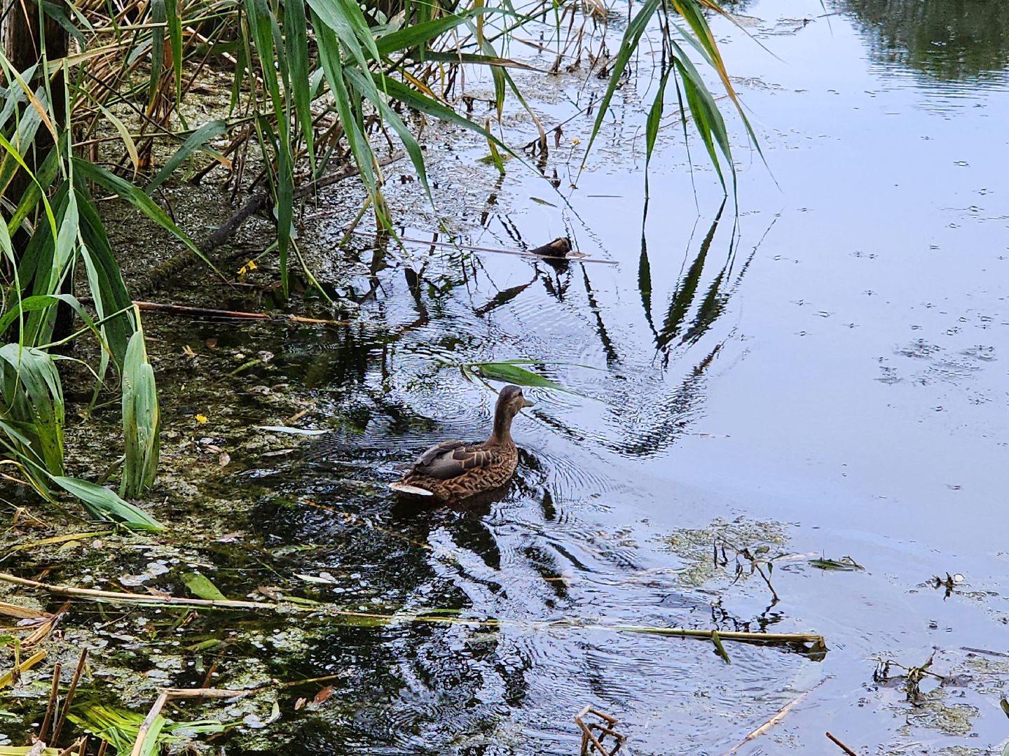 пруд, водоем, ильинский пруд, очистка пруда, экология, зона отдыха, серпухов,