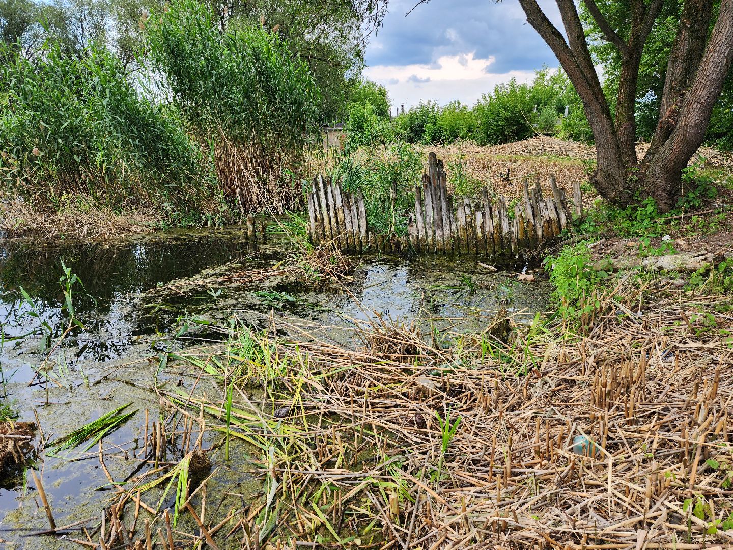 пруд, водоем, ильинский пруд, очистка пруда, экология, зона отдыха, серпухов,
