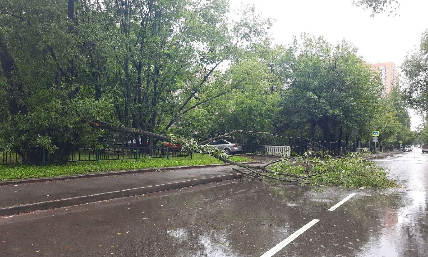Реутов, непогода, дожди, деревья
