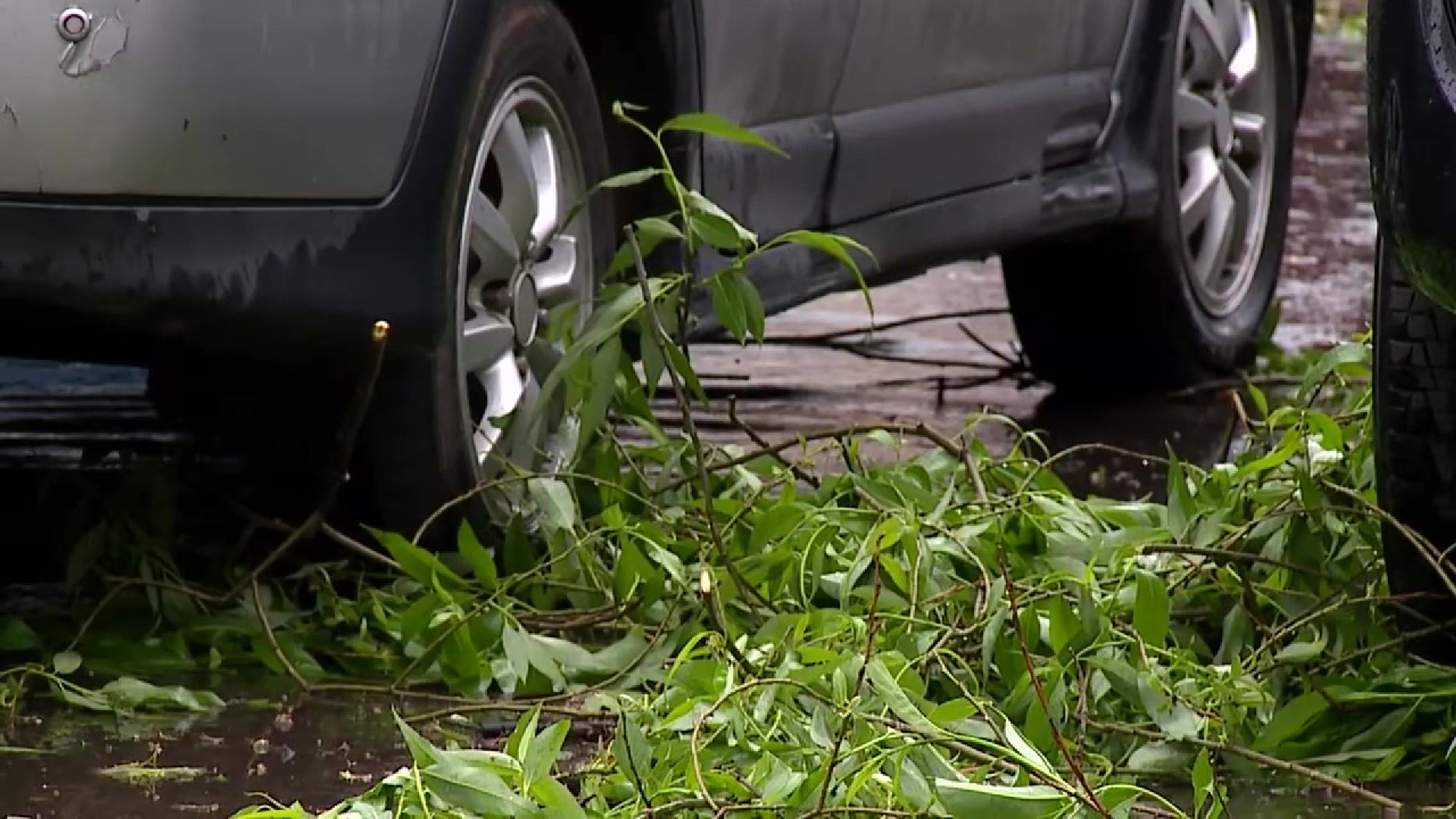 Реутов, непогода, дожди, деревья