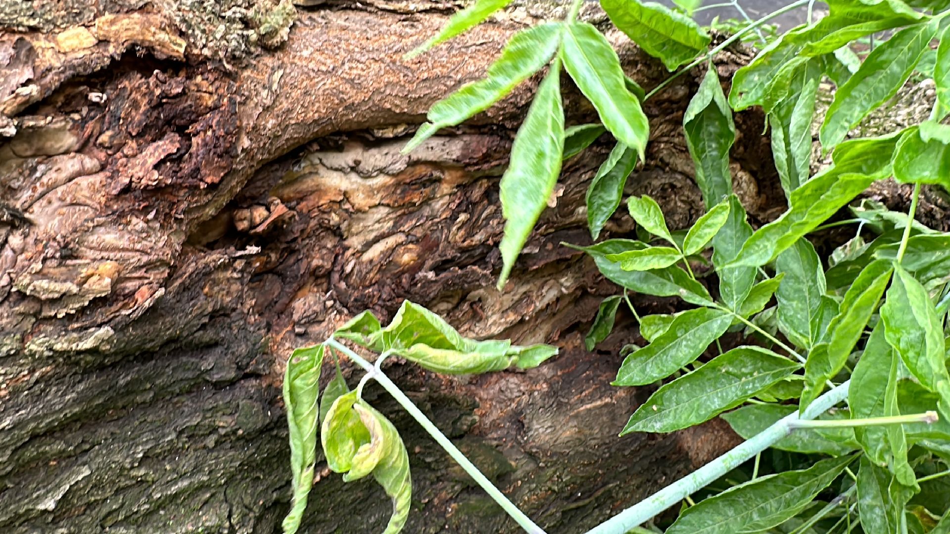 Одинцово, Ураган, Благоустройство
