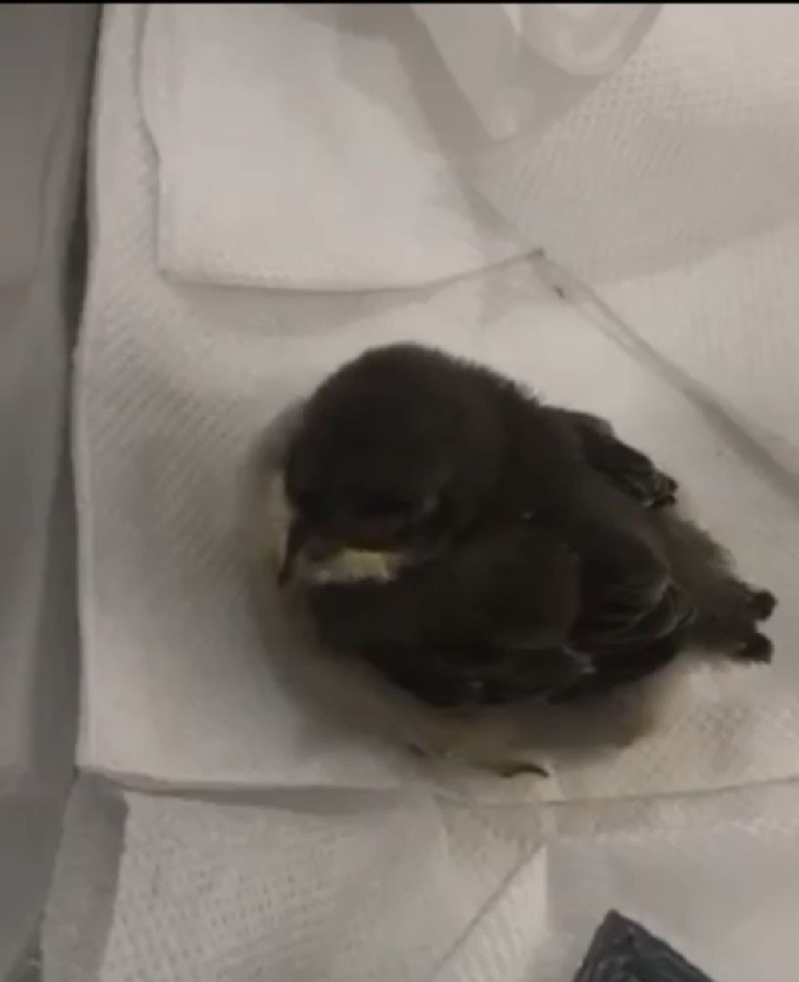 Подмосковье, Ивантеевка, дети