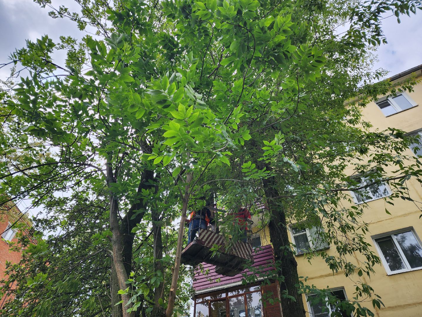 Подольск, опиловка деревьев, кронирование, управляющая компания