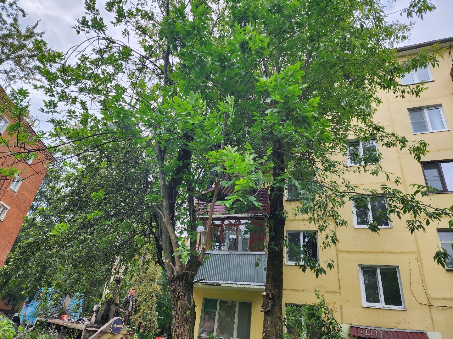 Подольск, опиловка деревьев, кронирование, управляющая компания