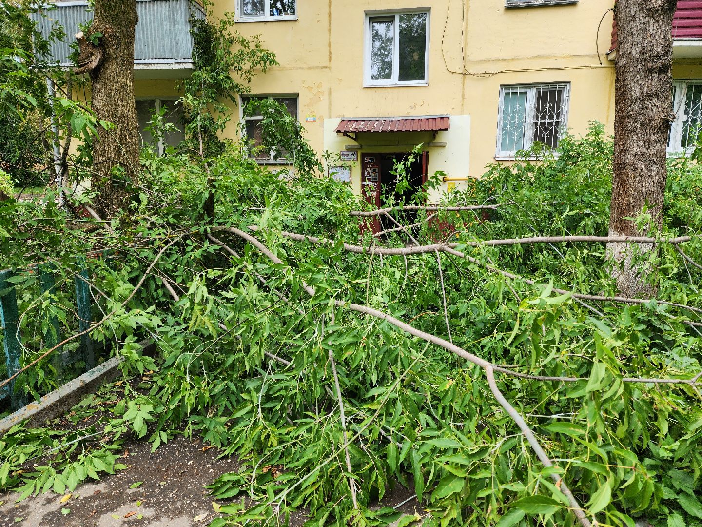 Подольск, опиловка деревьев, кронирование, управляющая компания