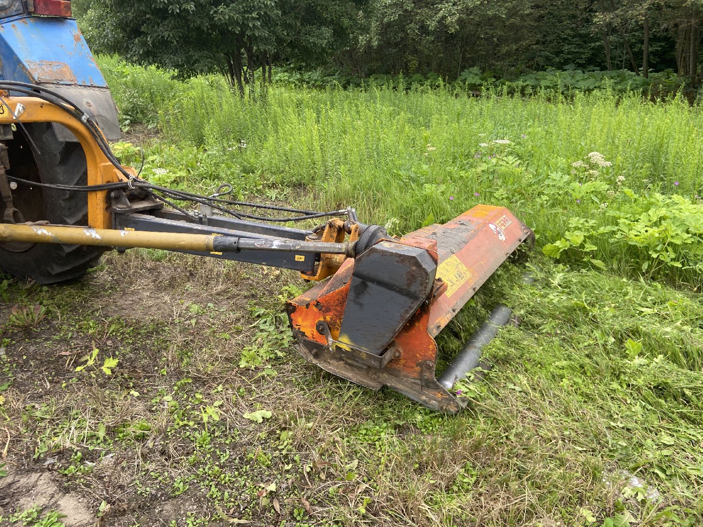 борщевик, истра