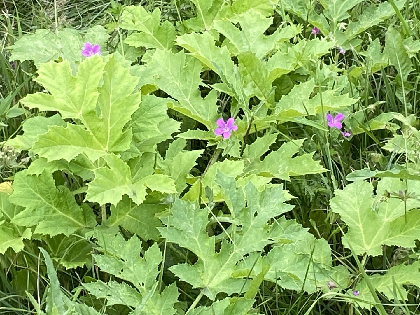 борщевик, истра